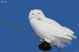 Image result for Bubo scandiacus