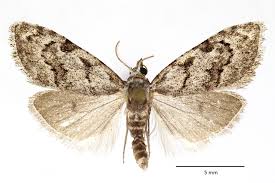 Attēlu rezultāti vaicājumam “Nola confusalis”