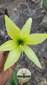 Attēlu rezultāti vaicājumam “Amarillidaceae”