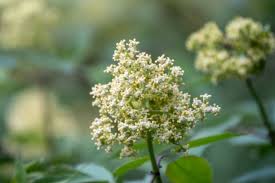 Attēlu rezultāti vaicājumam “Sambucus racemosa flower”