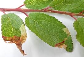 Attēlu rezultāti vaicājumam “Lyonetia prunifoliella”