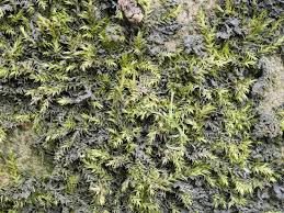 Attēlu rezultāti vaicājumam “Leptodictyum riparium”