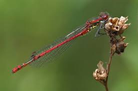 Attēlu rezultāti vaicājumam “Pyrrhosoma nymphula”