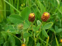 Attēlu rezultāti vaicājumam “Trifolium spadiceum flower”