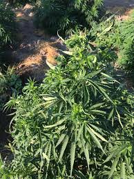 Attēlu rezultāti vaicājumam “Cannabis sativa”