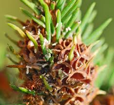 Attēlu rezultāti vaicājumam “Tettigoniodea exuvia”