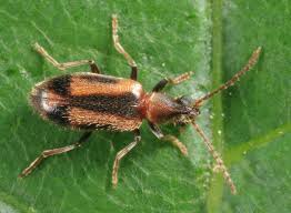 Attēlu rezultāti vaicājumam “Notoxus monoceros”