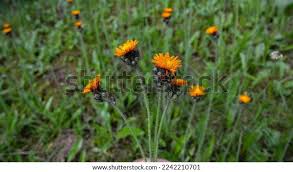 Attēlu rezultāti vaicājumam “Pilosella aurantiaca flower”