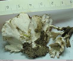 Attēlu rezultāti vaicājumam “Postia floriformis”