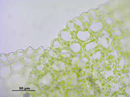 Attēlu rezultāti vaicājumam “Blasia pusilla”