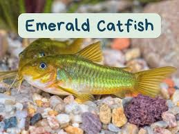 Image result for fish corydoras