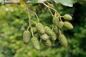 Attēlu rezultāti vaicājumam “Alnus glutinosa fruit”