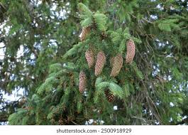 Attēlu rezultāti vaicājumam “Picea abies fruit”