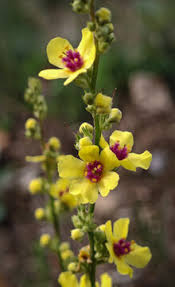 Image result for Verbascum nigrum