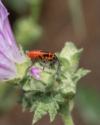 Attēlu rezultāti vaicājumam “Pyrrhocoris apterus nymph”
