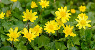 Attēlu rezultāti vaicājumam “Ficaria verna flower”