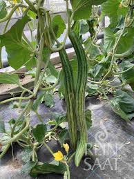 Image result for Gurke