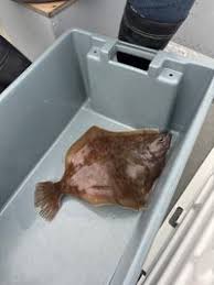 Image result for Hippoglossoides platessoides