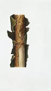 Attēlu rezultāti vaicājumam “Vuilleminia comedens”