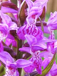 Attēlu rezultāti vaicājumam “Dactylorhiza majalis subsp. baltica flower”