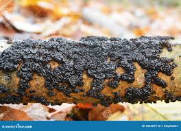 Attēlu rezultāti vaicājumam “Exidia glandulosa”