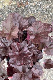 Image result for Heuchera `Midnight Rose`