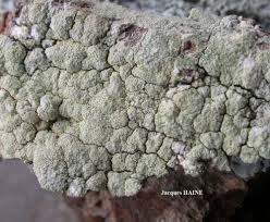 Attēlu rezultāti vaicājumam “Pertusaria flavida”