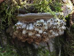 Attēlu rezultāti vaicājumam “Agathomyia wankowiczii”