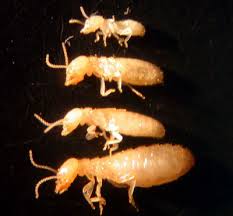 النمل الابيض Termite Images?q=tbn:ANd9GcSyLeMde7f2C-XBUlWa3gLzcyxYRuSc6h-NyiRwD0PUu5PdQBcs