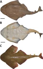 Image result for Squatina dumeril