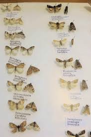 Attēlu rezultāti vaicājumam “Oeneis jutta underside”