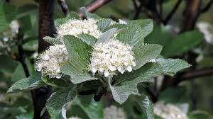 Attēlu rezultāti vaicājumam “Sorbus aria”