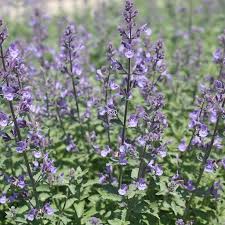 Attēlu rezultāti vaicājumam “Nepeta x faassenii”