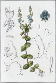 Image result for Veronica chamaedrys