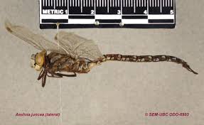 Attēlu rezultāti vaicājumam “Aeshna juncea”