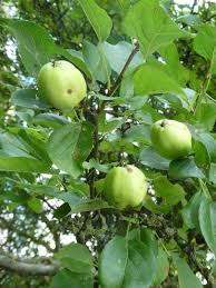 Attēlu rezultāti vaicājumam “Malus sylvestris”