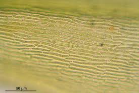 Attēlu rezultāti vaicājumam “Tomentypnum nitens”