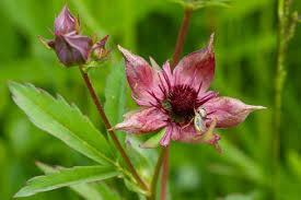 Attēlu rezultāti vaicājumam “Comarum palustre”