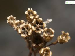 Attēlu rezultāti vaicājumam “Silene viscaria fruit”