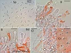 Attēlu rezultāti vaicājumam “Mucronella calva”