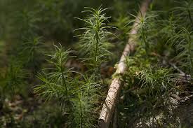 Attēlu rezultāti vaicājumam “Polytrichum formosum”