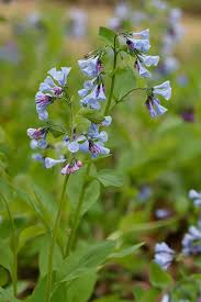 Attēlu rezultāti vaicājumam “Boraginaceae”