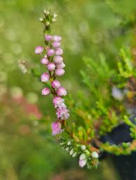 Attēlu rezultāti vaicājumam “Calluna vulgaris flower”