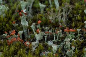 Attēlu rezultāti vaicājumam “Cladonia deformis”
