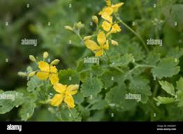 Attēlu rezultāti vaicājumam “Chelidonium majus bud”
