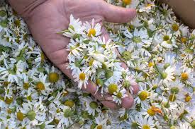 Image result for Matricaria recutita (chamomilla)