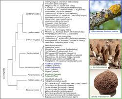 Attēlu rezultāti vaicājumam “Ascomycota”