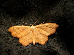 Attēlu rezultāti vaicājumam “Idaea emarginata”