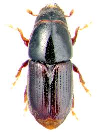 Attēlu rezultāti vaicājumam “Scolytidae”