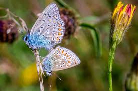Attēlu rezultāti vaicājumam “Polyommatus icarus female”